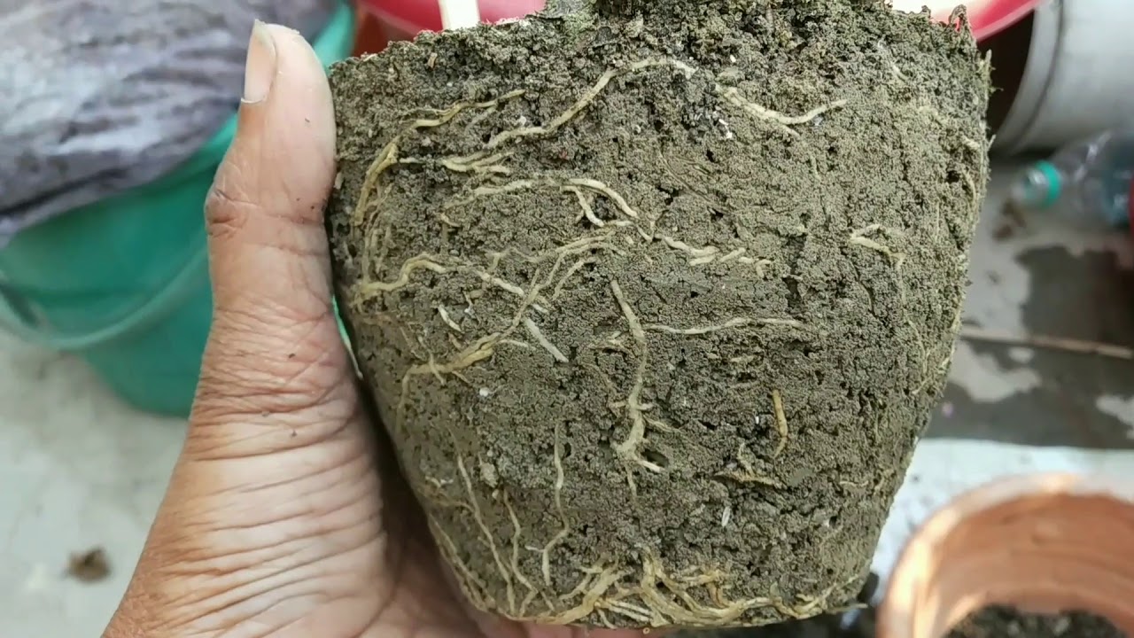 Poinsettia plant repoting, how to repot poinsettia plant, poinsettia