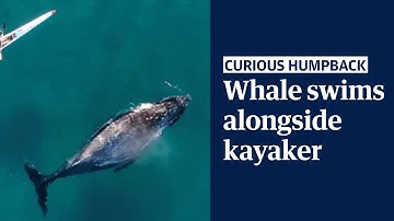 Curious humpback whale swims alongside kayaker off Bondi beach in Australia