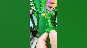 Cactus grafted with other plants #Short