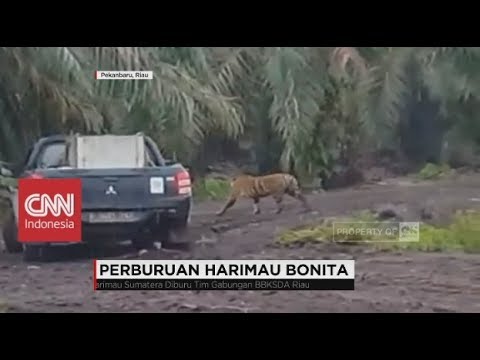 Unduh 4200 Gambar Harimau Bonita Terbaik 