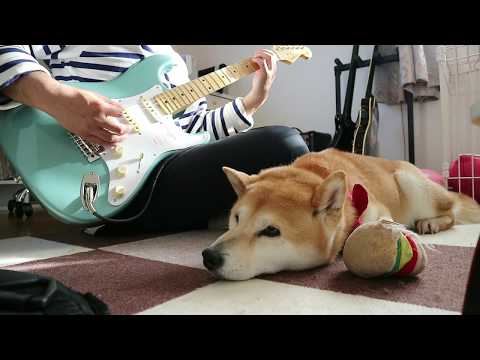 柴犬小春　部屋に新たな仲間が加わりました^^FENDER STRATOCASTER🎸