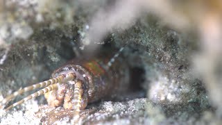 Blue Heron bridge diving - Bobbit worm/Bluethroat Pikeblenny - 07-24-20