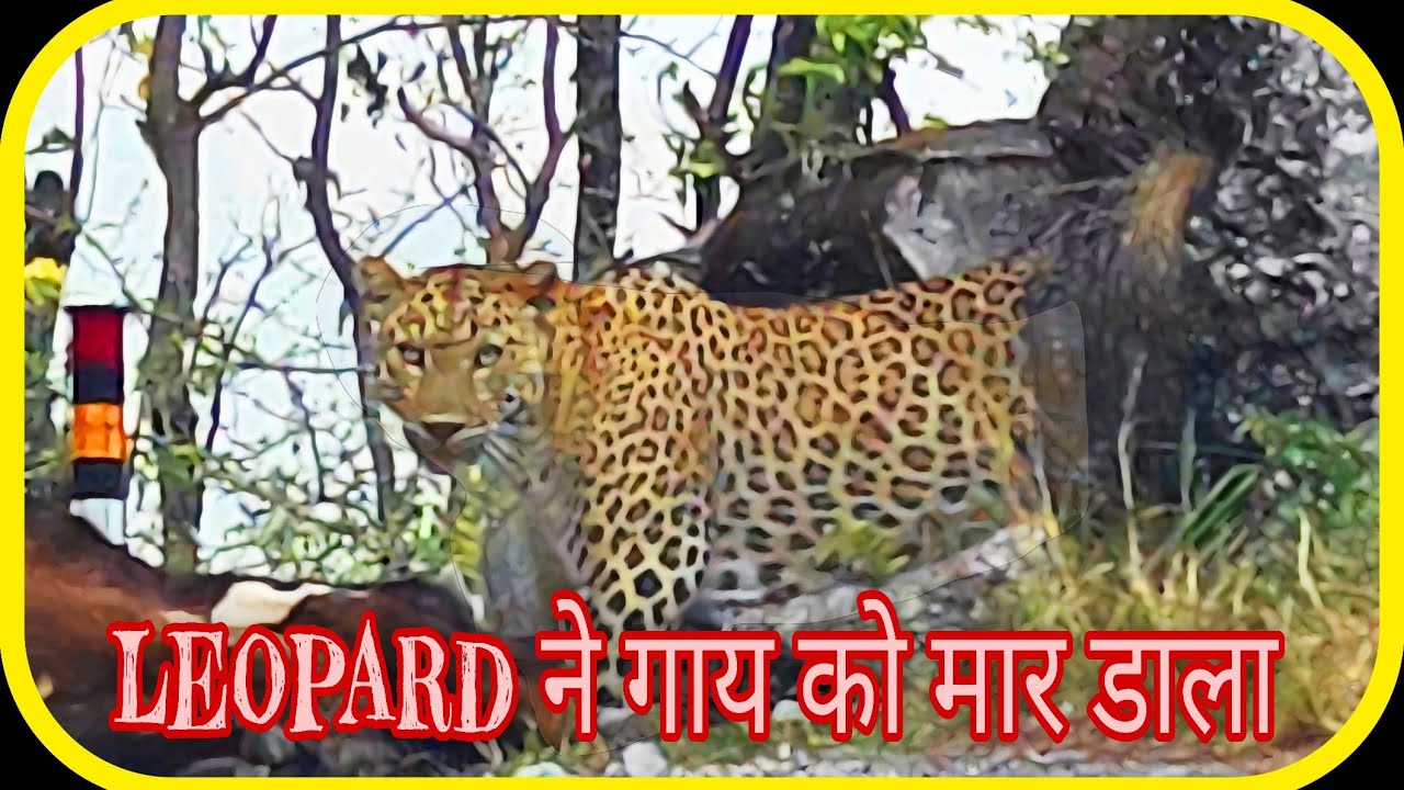 Leopard attacks Cow || Jim Corbett National Park|| Night Safari
