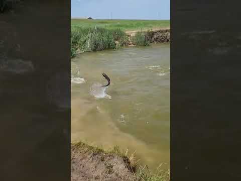 Рыба Выпрыгивает Из Воды