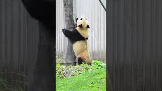 #panda #short #trending #panda 794 #tiktok #Douyin #hottrend #shorts #youtubeshort