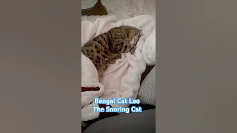 Watch the video about My Bengal Cat Snores So Loud!