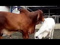 Brahman cow playing - Brahma cow 2020 - Brahman cow price 2019