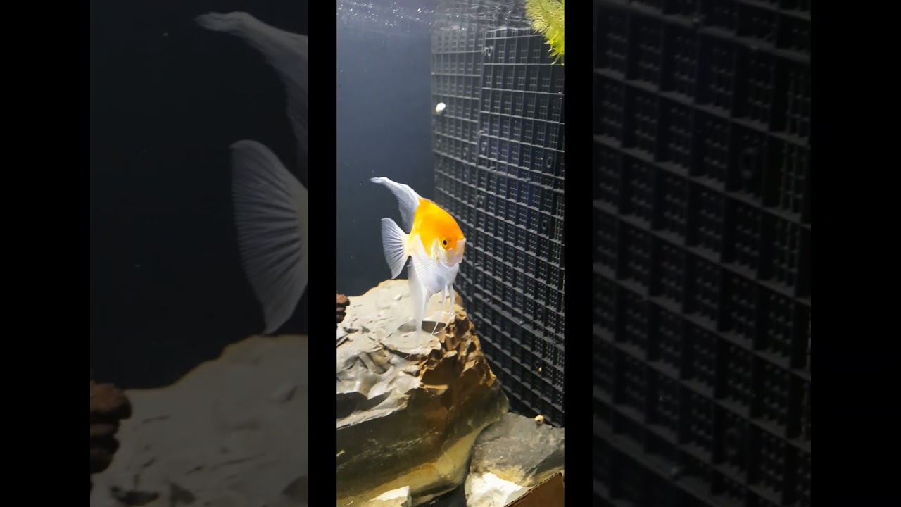 My 3 pairs of Angelfish