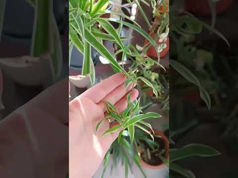 مباتات مبرقشة بارت تو نباتات  نباتات مبرقشة ديكور