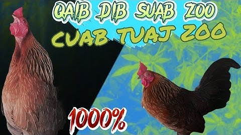 ไก่ต่อ เสียงดีหลาย ต่อมา100%| Suab qaib dib tuaj zoo