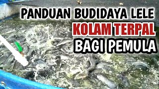 EASY GUIDE TO CATFISH FARMING FOR BEGINNERS IN TARPAULIN POND