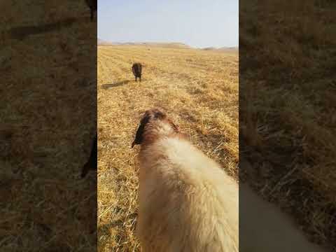Koçların liderlik dövüşü