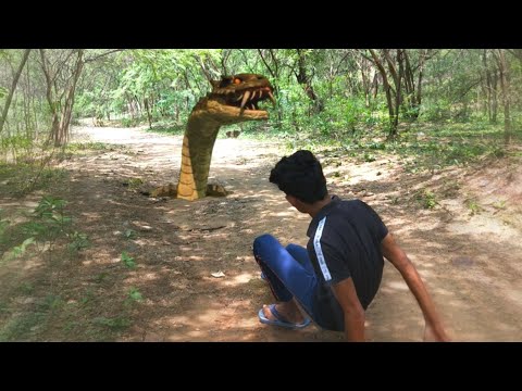 Anaconda Snake in Real Life