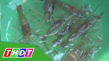 Nuôi tôm càng xanh mùa nước nổi | THDT