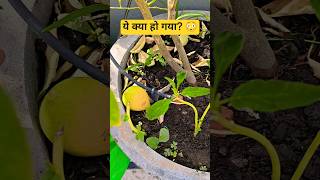 “Terrace Garden में मेरे Lemon Plant में क्या हो गया 🍋?”#Shorts
