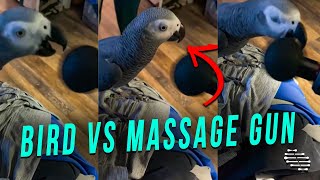 Bird Tries to Bite the Massage Gun While It’s Working