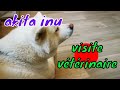 Akita inu comportement chez le vtrinaire 