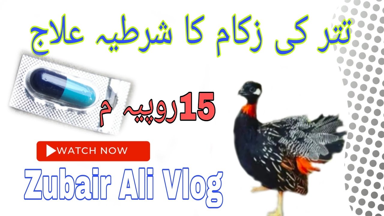 Kala Tetar کالی تیتر کا زکام شرطیہ ختم سستے علاج م | .By Zubair Ali Vlog