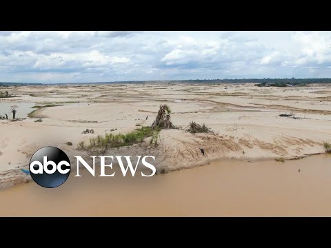 Video: BREAKING NEWS: Videnskabelig Discovery i Amazonien ødelægger det, vi ved om hunde og katte