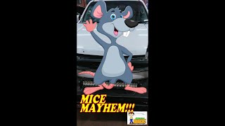 Mice Mayhem#Shorts