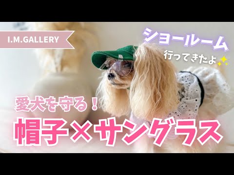 おでかけわんこ必見】愛犬を守る！わんこ用帽子とサングラスを作りに