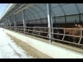 Finishing Cattle in Hoop Barns Finishing Cattle in Hoop Barns