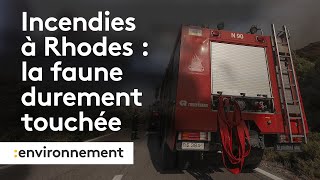 Incendies en Gre?ce : a? Rhodes le sauvetage d'un faon e?meut sur les re?seaux sociaux