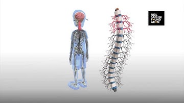 Spinal Injury Education for Teenagers - Introduction Animation