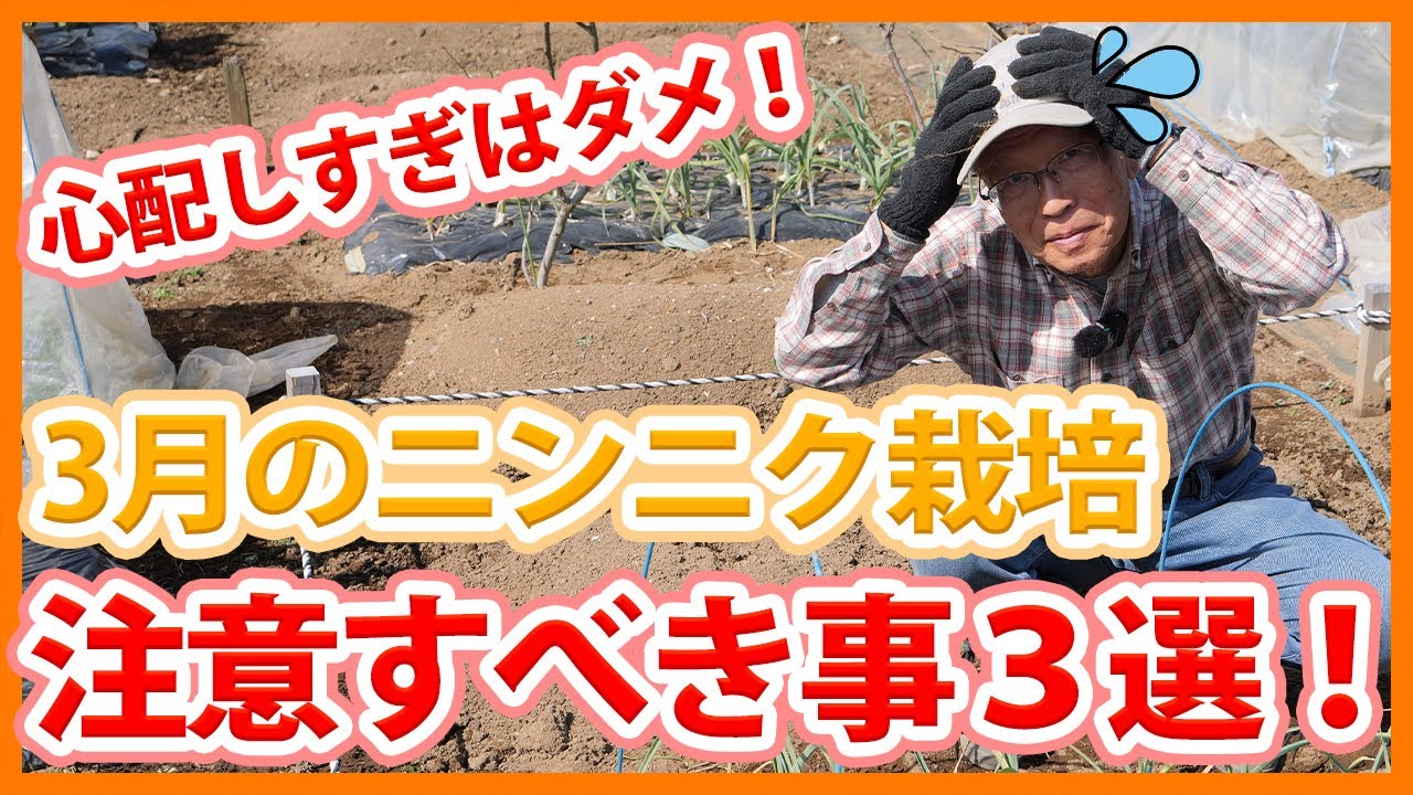 家庭菜園や農園のニンニク栽培で心配し過ぎは失敗のもと！？ニンニクの育て方で3月に注意したい作業３選！【農家直伝】/Tips for taking care of garlic in March.