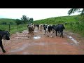 Levando as Vacas do pipoca pro Pasto. As Vacas hoje me deram o maior trabalho especialmente a Braúna