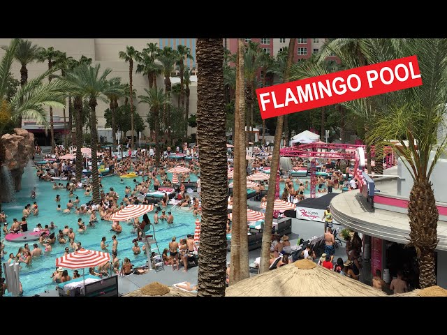 Flamingo Pool: Go Pool & Beach Club One of the Best Pools in Las Vegas