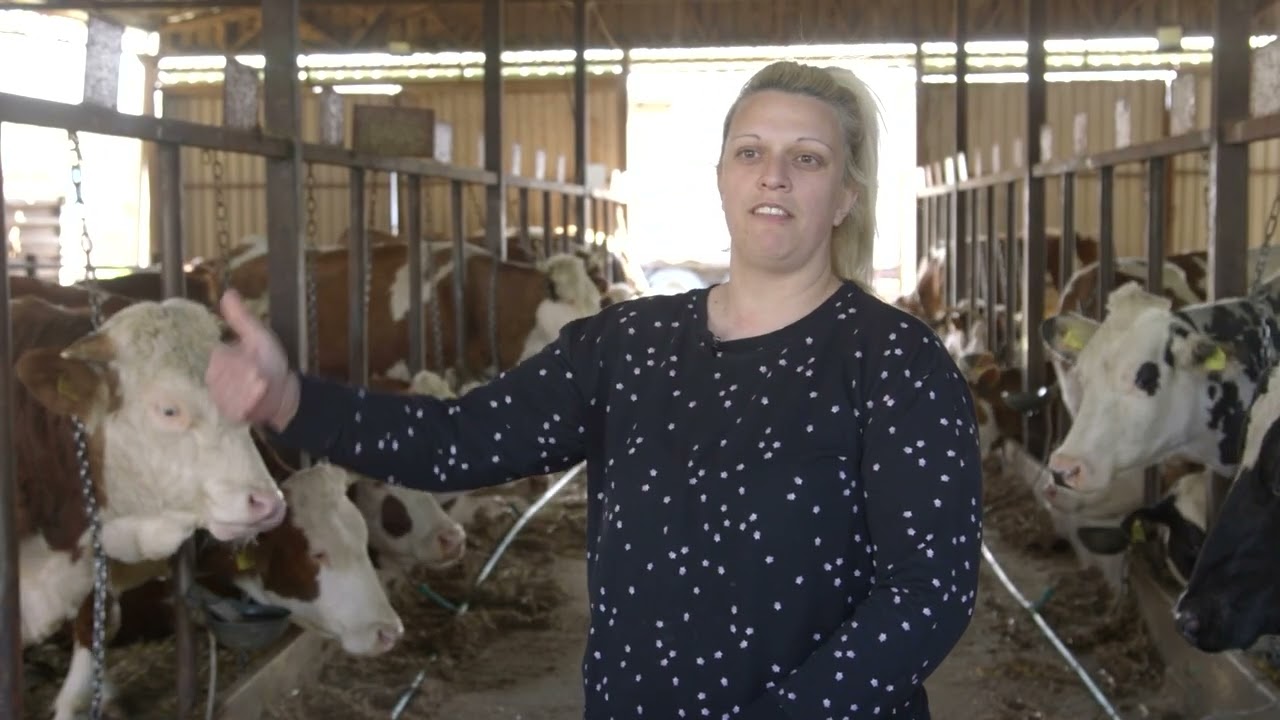 Farma KRAVA i proizvodnja MLEKA na Ceneju - U nasem ataru 1100