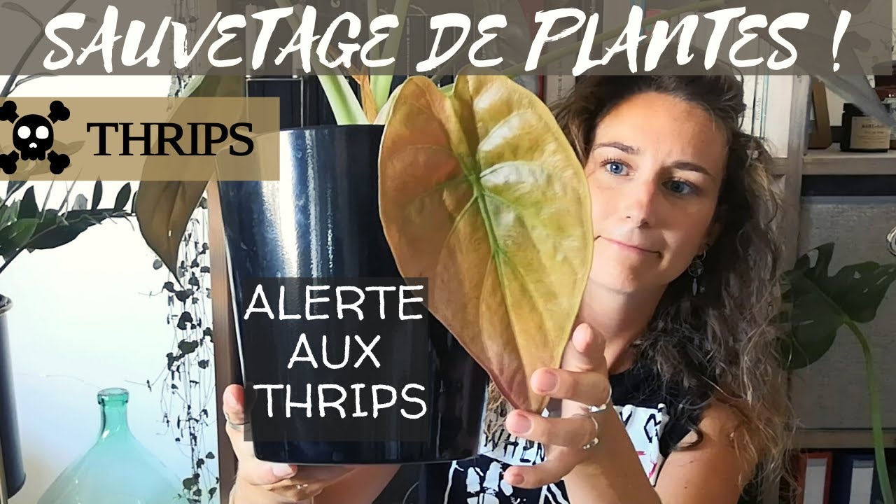 Comment se débarrasser des thrips : solutions pour sauver mes plantes !