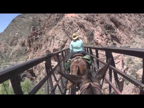 Video: Mules Grand Canyon - Veterinar Zilnic