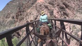 Grand Canyon Mule Ride 2016
