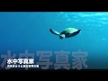 海外や沖縄など癒される水中動画【水中写真家 古見きゅう】