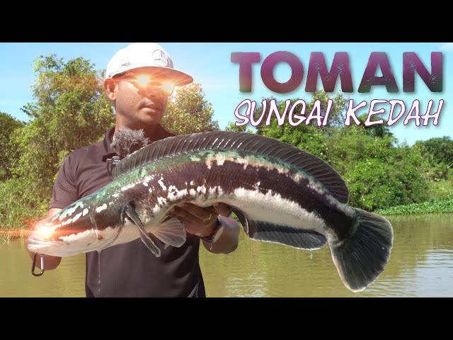 Misteri Toman Sungai Kedah class=