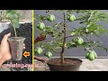 How to cuttings avocado to grow 100% roots Only 4 8 weeks...