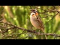 Parque Nacional do Itatiaia é refúgio para as aves e paraíso dos observadores