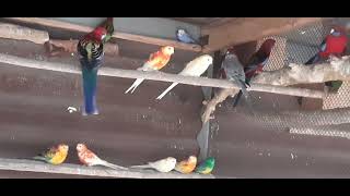 картинка: Ожереловые, роззеллы, волнистые, певчие, кареллы и другие попугаи в одной вольере.