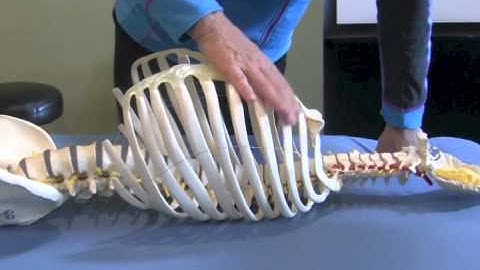 Landmarking the Thorax   Part 2