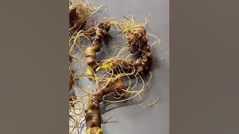 Dành cho tín đồ thích sâm ngọc linh Kontum 200gram sâm Ngọc linh chuẩn gen Kontum giá 15tr nguyên lô