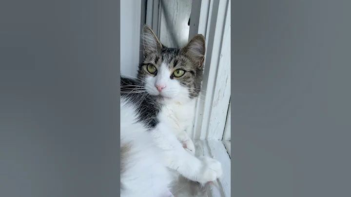 Video 9849521: cats catlover cutecat funnycats, cat cutecat dancing funnycats, cats catlover cutecat funny, catlover cutecat love funny, nice cat, polydactyl cat, usa cat, beautiful cat