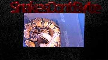 Ball python eating large rat in shed Timelapse