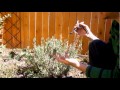 Lavender Where To Get Plants