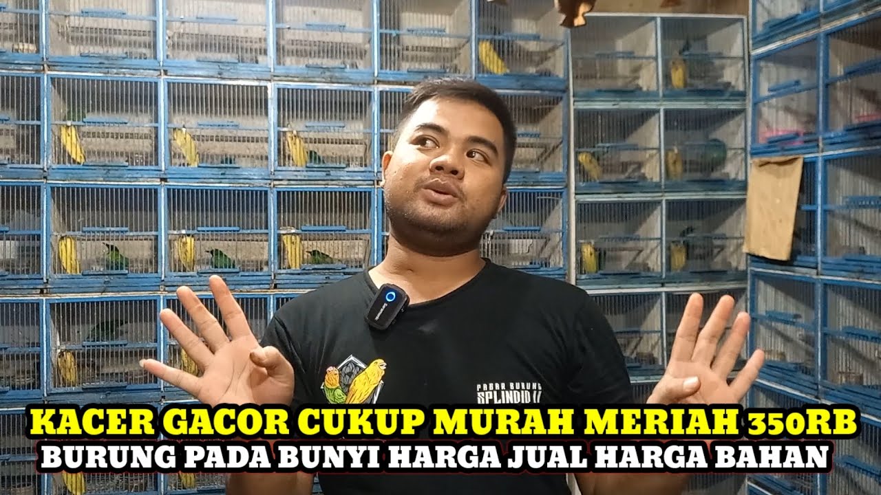 BURUNG BUNYI HARGA BAHAN DIKIOS ANAK LANANG/BROCIN PASAR BURUNG PRAMUKA TERBARU HARI INI