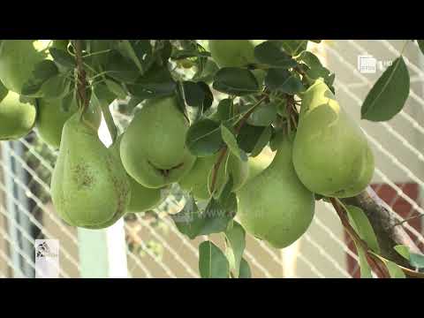 Video: Kujdesi për një dardhë Bradford që nuk lulëzon: Mësoni pse Dardha Bradford nuk lulëzon