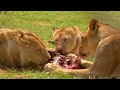 Lions eat cow at BONA BONA GAME LODGE