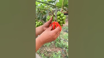 "Grape Fruit Pruning 🍇 | How to Get More & Better Grapes!" #fruit #grape #satisfying #pruning
