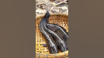 Cá lóc nướng chuẩn vị miền tây , mùng 1 lì xì cho mẹ chồng #video #xuhuong #angicungduoc #food